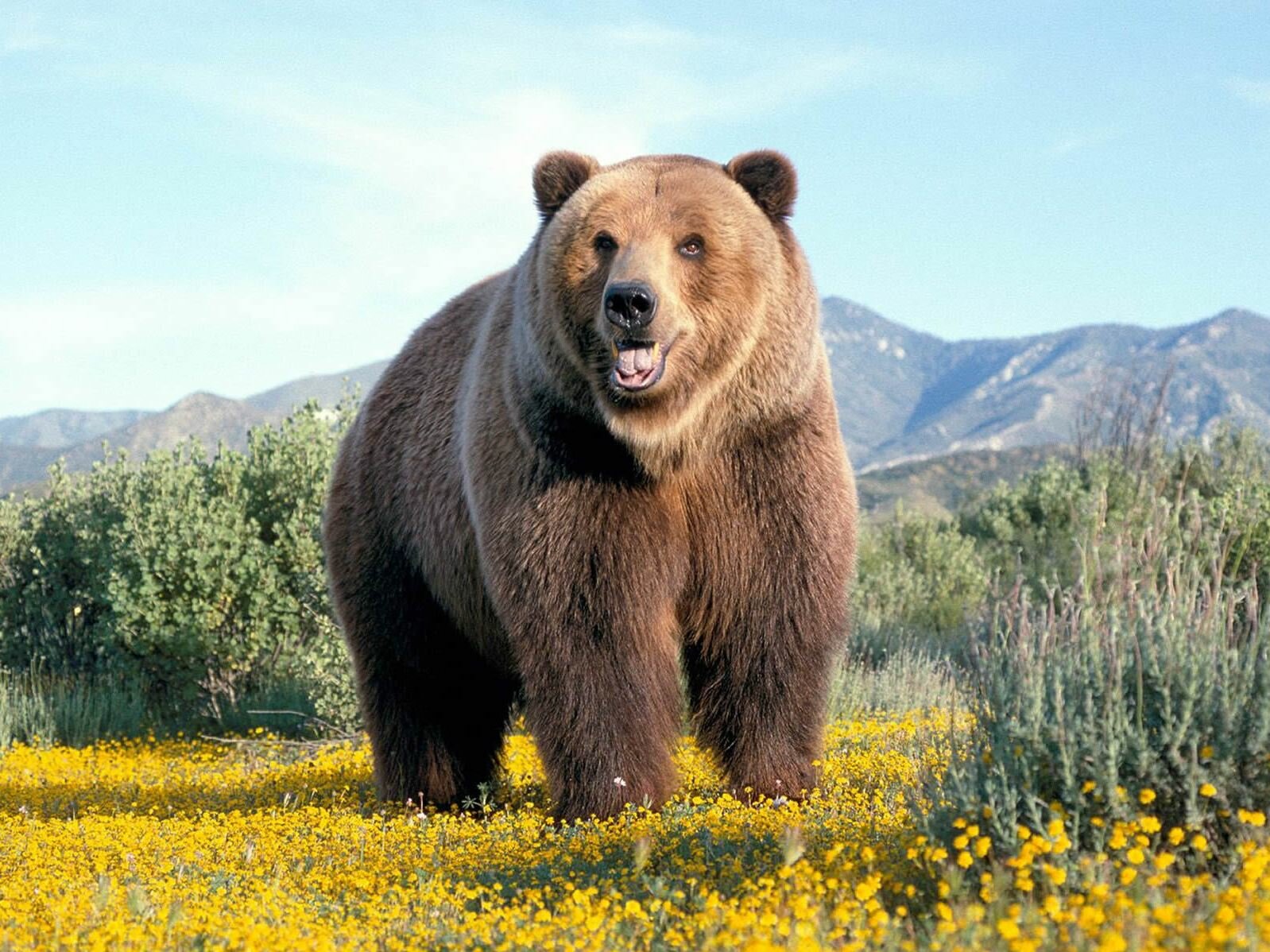  медведь
