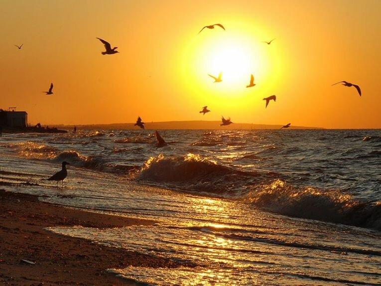 Азовское море чайкий